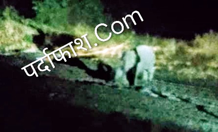 Elephant Hit by Train in बरवाडीह–बरकाकाना Rail Line | हाथियों के झुंड ने रेलवे ट्रैक किया जाम हाथियों के झुंड ने रेलवे ट्रैक किया जाम